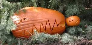 Trex Pumpkin new